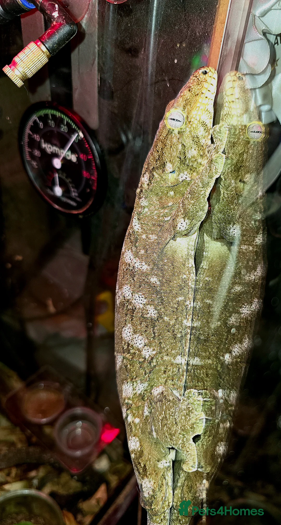 Gecko reptiles for sale: Moro leachianus gecko - Advert 5