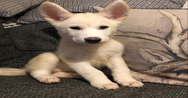 Mixed Breed dogs - Advert 11