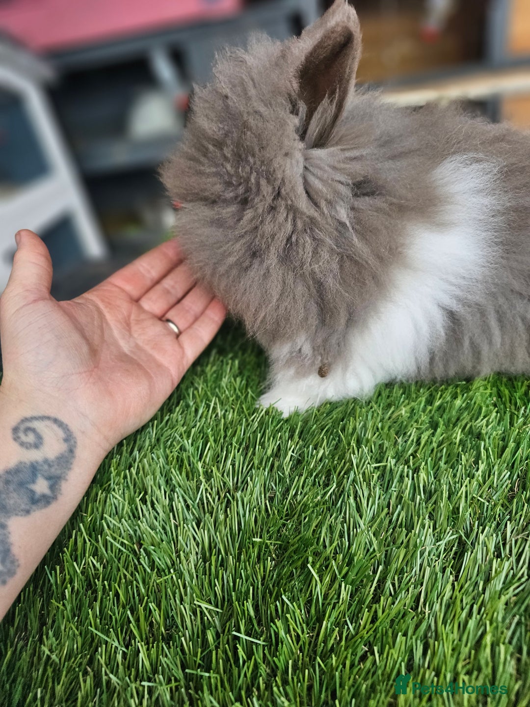 Lionhead rabbits for sale: Lionhead x Angora - Advert 4
