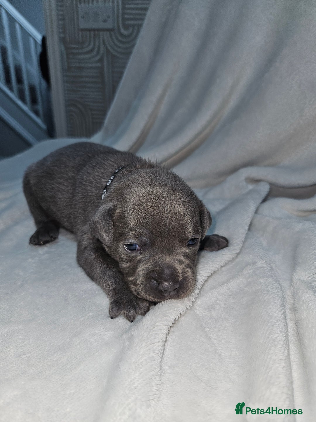 Staffordshire Bull Terrier dogs for sale: Beautiful chunky blues! - Advert 26