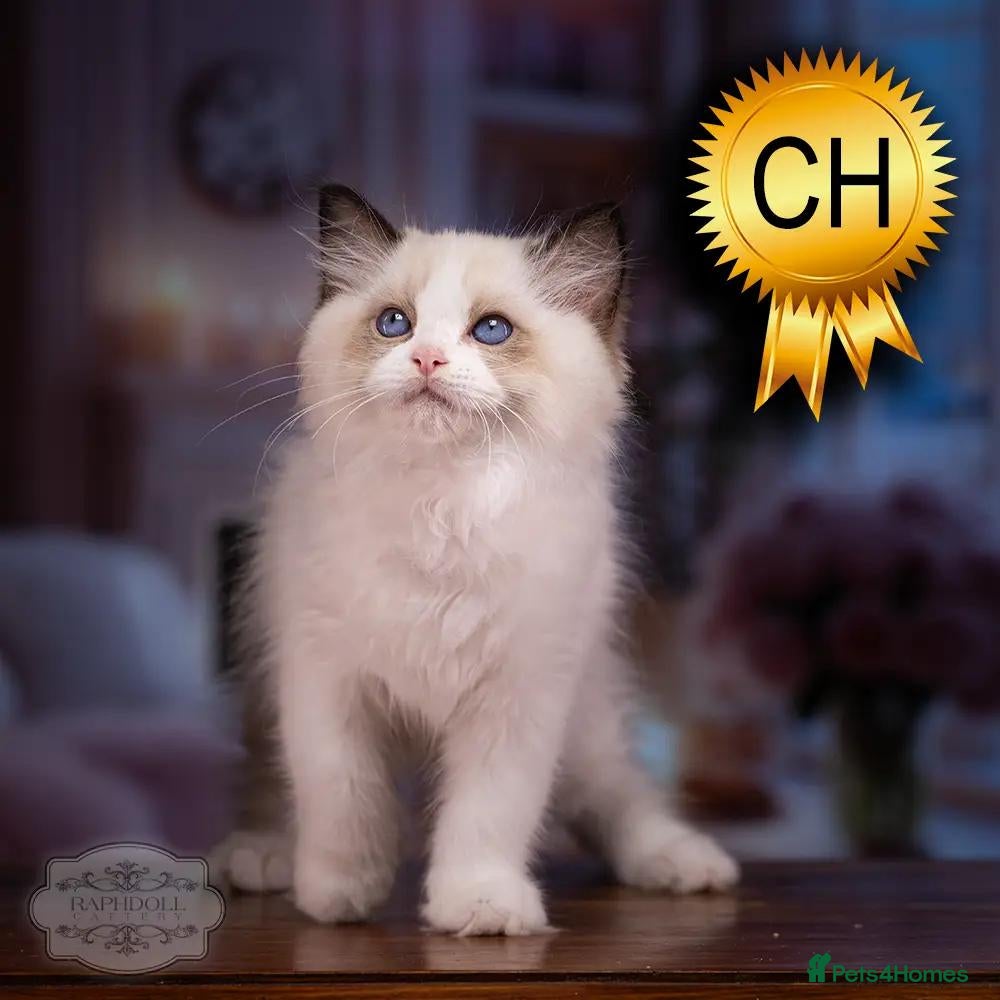 Ragdoll cats Ragdoll Kitten Boy | CHAMPION PARENTS TICA - Advert 1