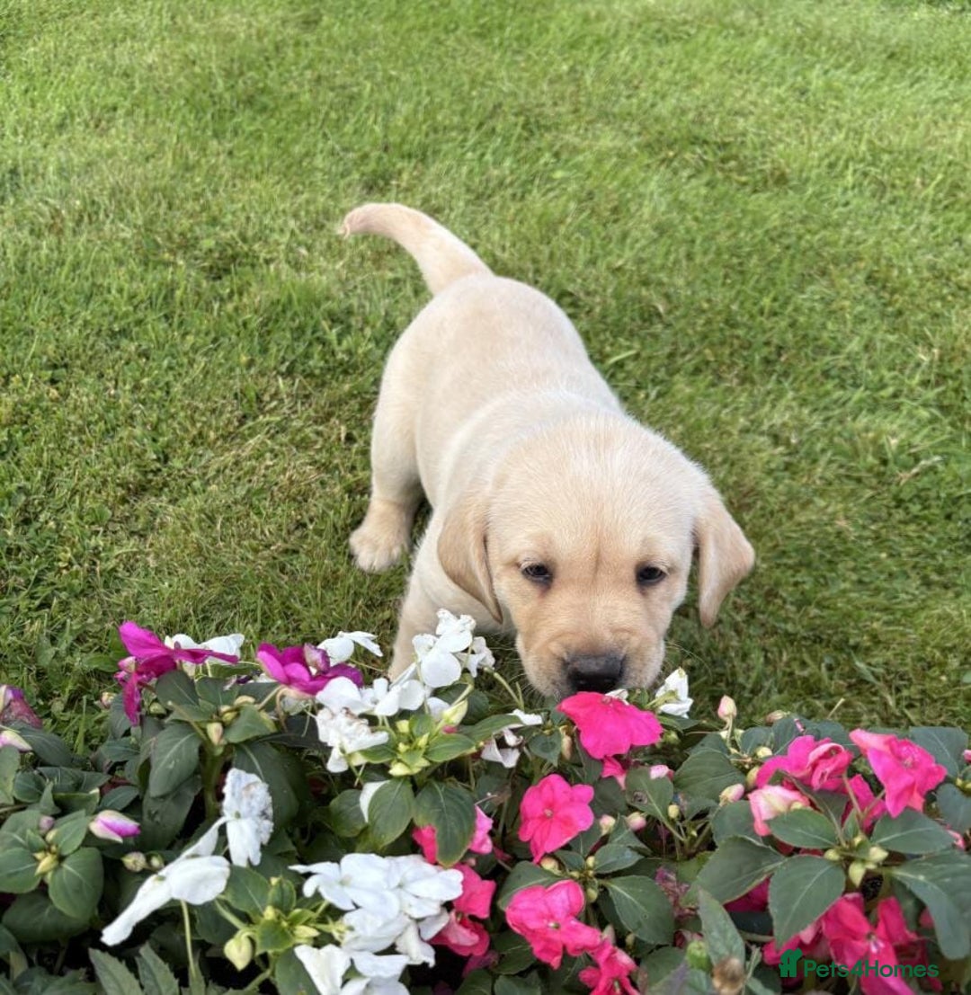 Labrador Retriever dogs for sale: Stunning Labrador puppies - Image 4