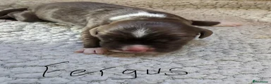 Sprocker 1