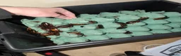 Cockroaches invertebrates for sale: Dubai Roach breeding colony. - Advert 2