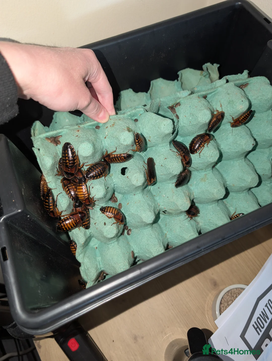 Cockroaches invertebrates for sale: Dubai Roach breeding colony. - Advert 2