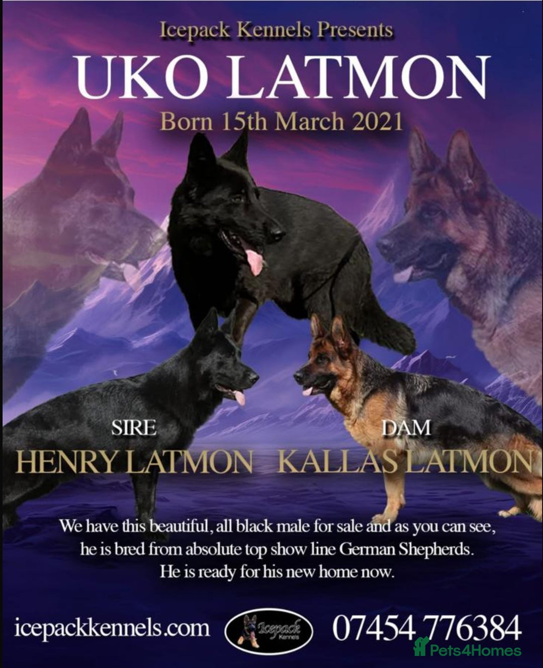 German Shepherd dogs for sale: 2 outstanding Males  - Advert 14