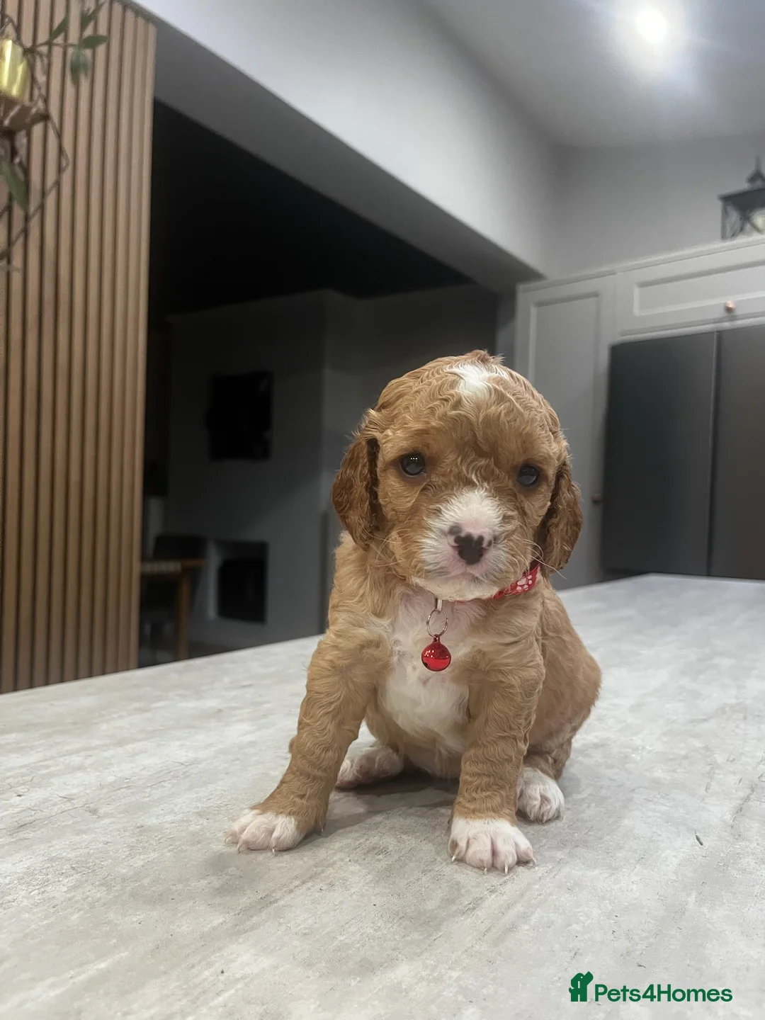 Cockapoo dogs for sale: Cockapoo puppies - Advert 19