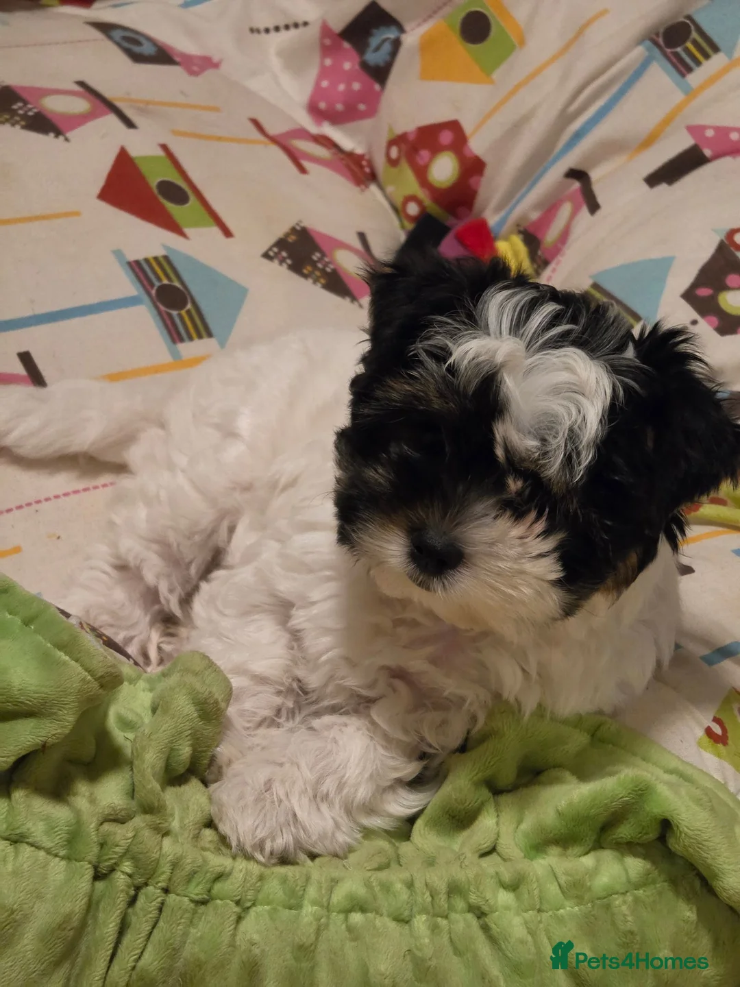 Biewer Terrier dogs for sale: READY TO GO Girl  Beautiful Biewer Terriers - Advert 2