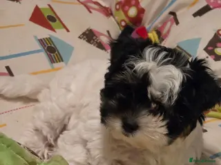 Biewer Terrier dogs READY TO GO Girl Beautiful Biewer Terriers - Advert 2
