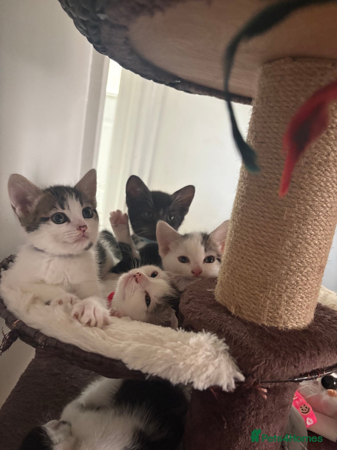 Mixed Breed cats for sale: Beautiful mixed breed kittens - Image 1