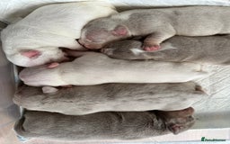 American Bully dogs for sale: Micro exotic bully’s  - Image 4