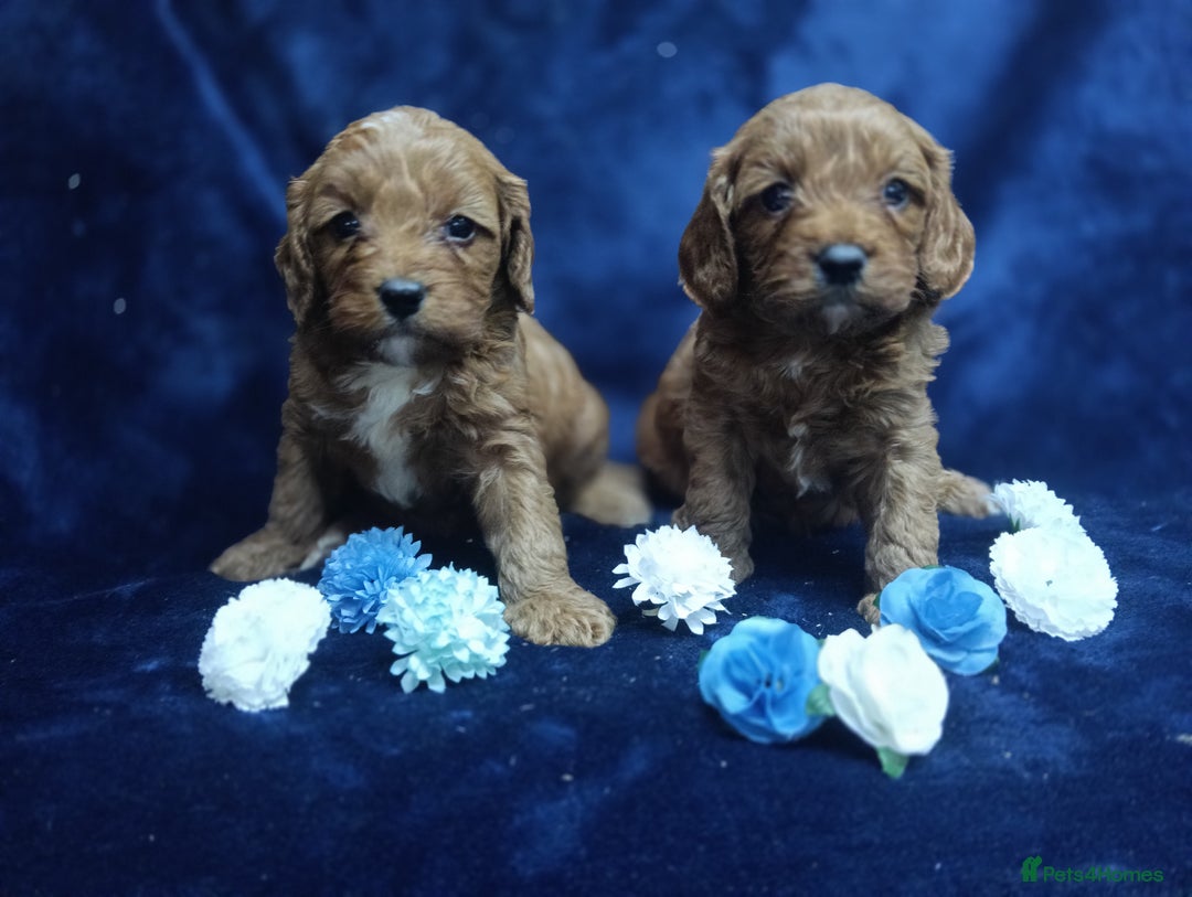 Cavapoo dogs for sale: Stunning F1 Quality Cavapoo Puppies. Dad Tested.  - Image 4