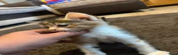 Mixed Breed cats for sale: 4 Beautiful kittens for sale  - Advert 3