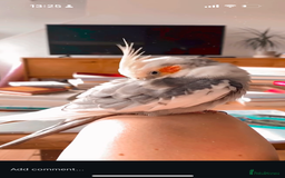 Cockatiels birds for sale: Sweet 10 year old cockatiel rehoming. - Advert 6