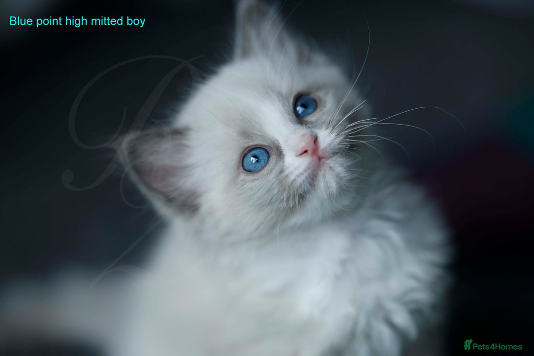 Ragdoll cats for sale: Stunning GCCF Registered Heart Melting Affection - Image 23