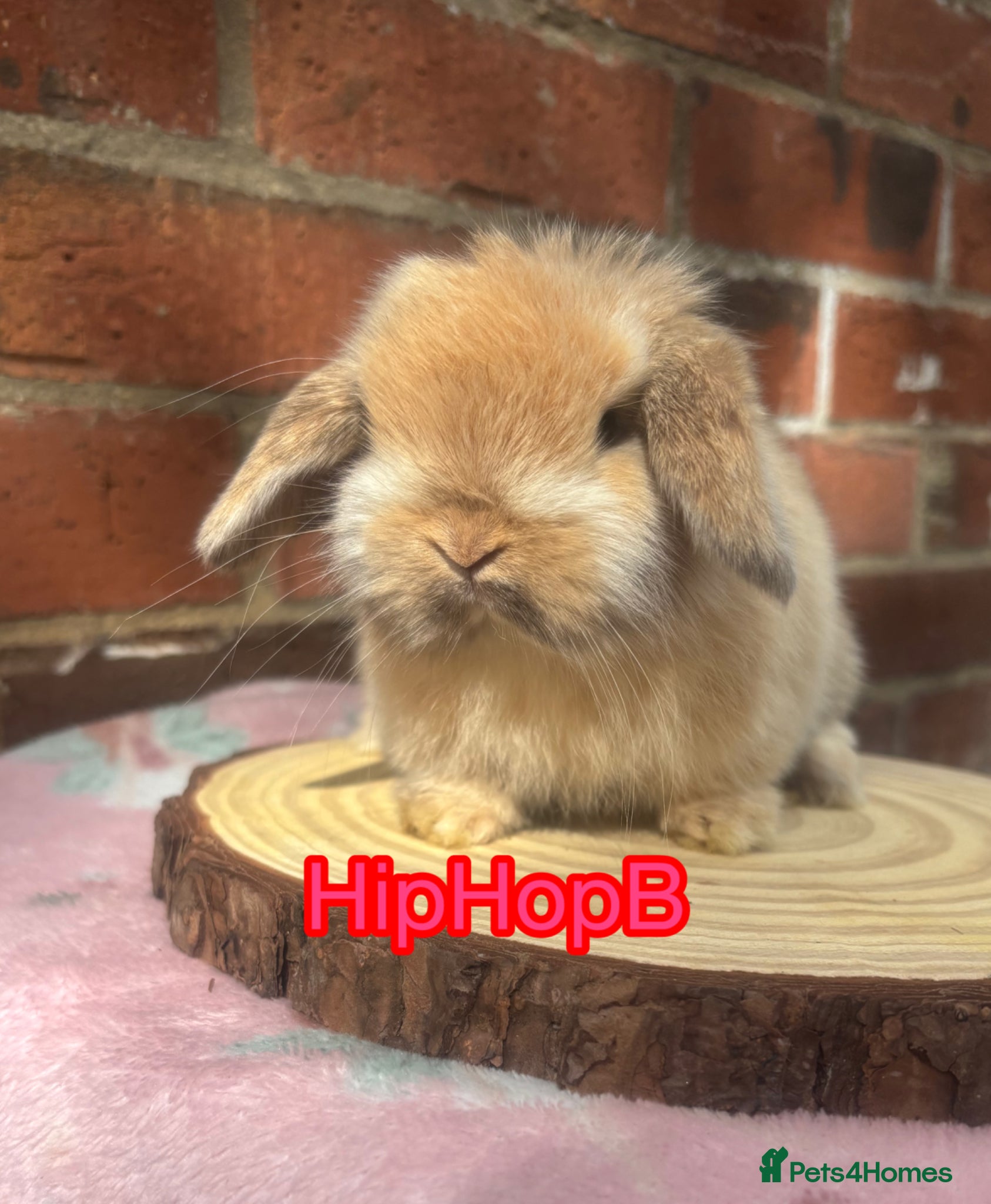 Mini Lop rabbits Pedigreed pure bred baby mini lops  - Advert 2