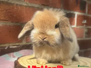 Mini Lop rabbits Pedigreed pure bred baby mini lops - Advert 2