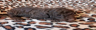 Cockapoo 3