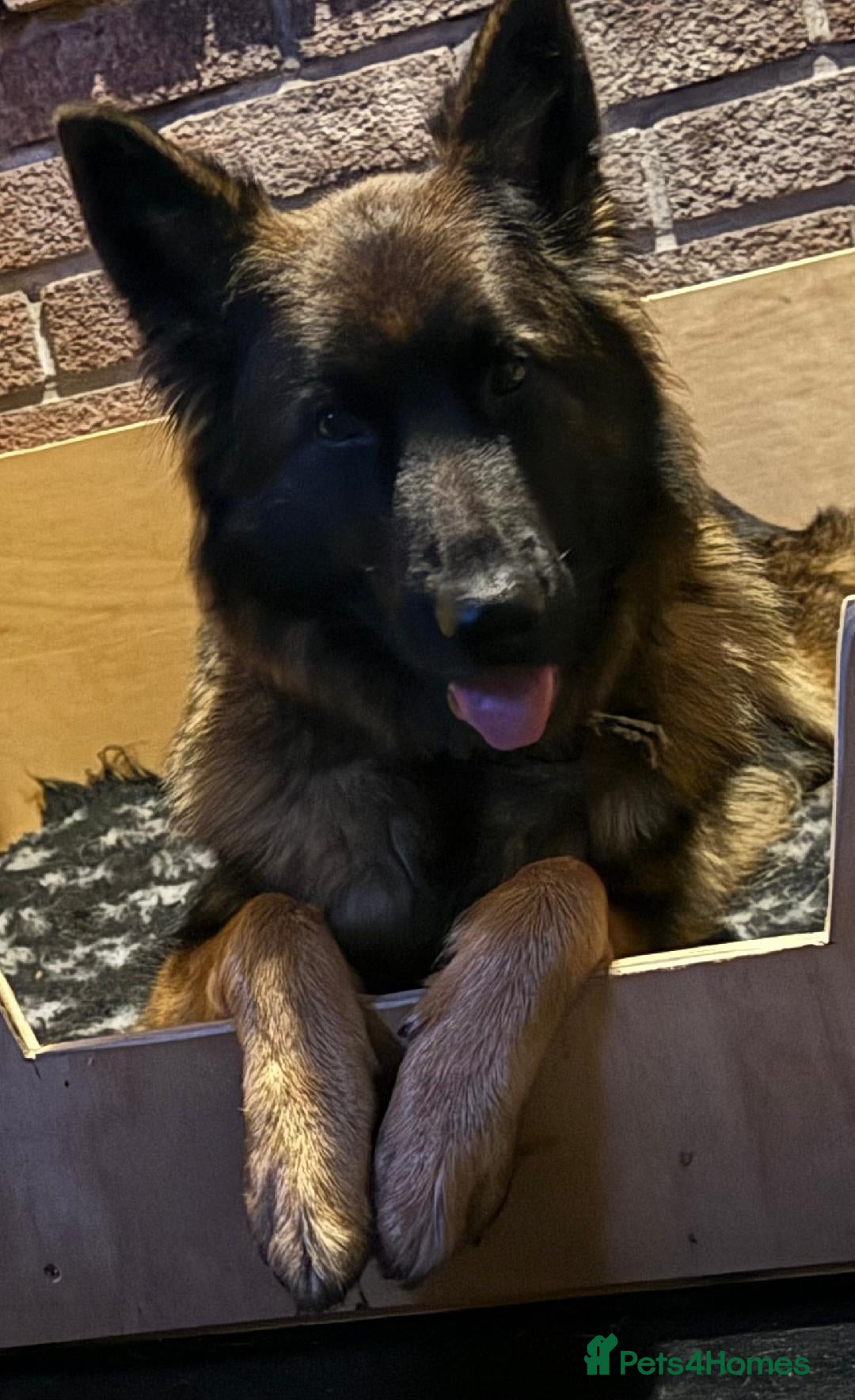 German Shepherd dogs for sale: German shepherd pups - Advert 1