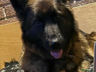 German Shepherd dogs German shepherd pups - Advert 14