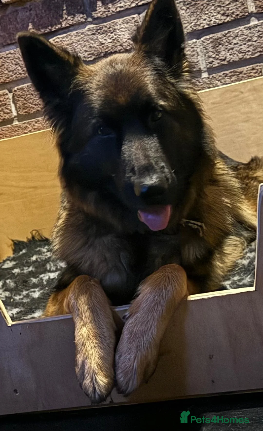 German Shepherd dogs for sale: German shepherd pups - Advert 1