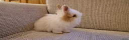 Lionhead rabbits for sale: Purebred Lionheads for sale - Advert 4