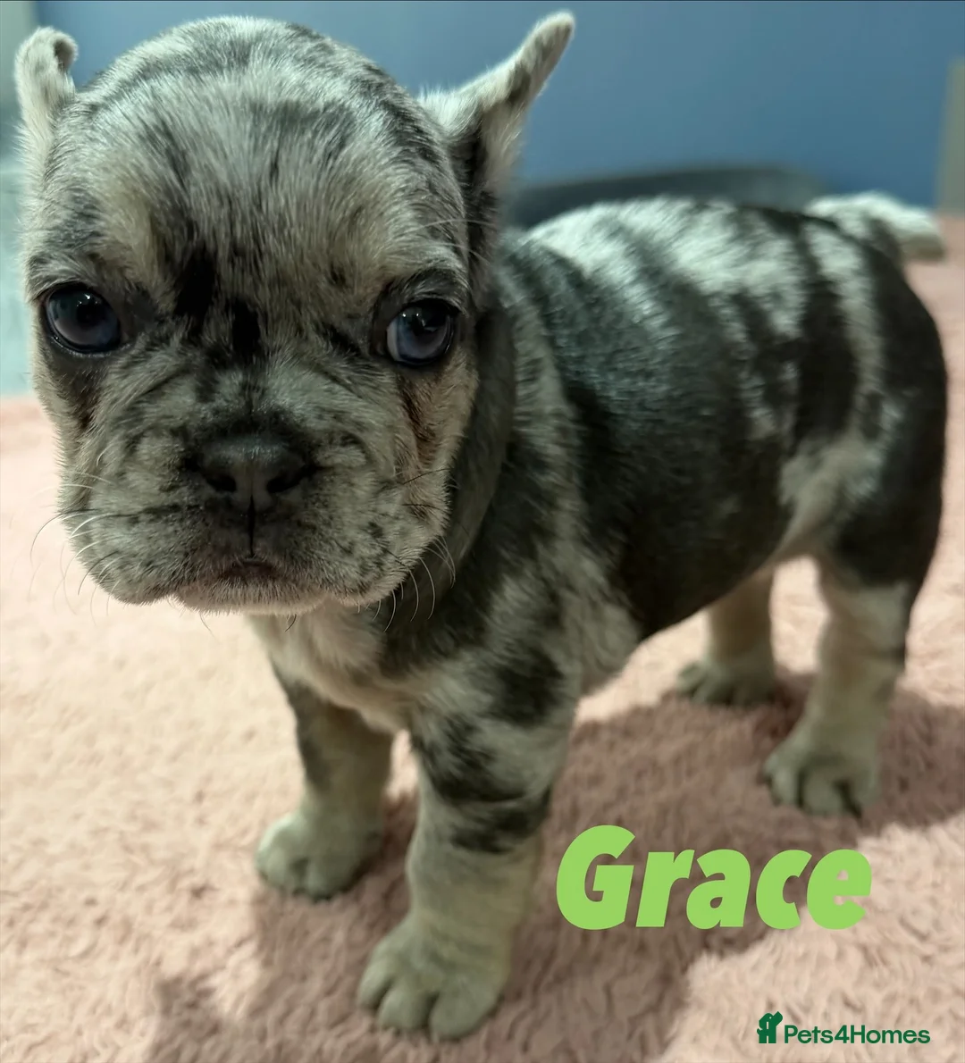 French Bulldog dogs for sale: French bulldog puppies - ready end of feb - Advert 6