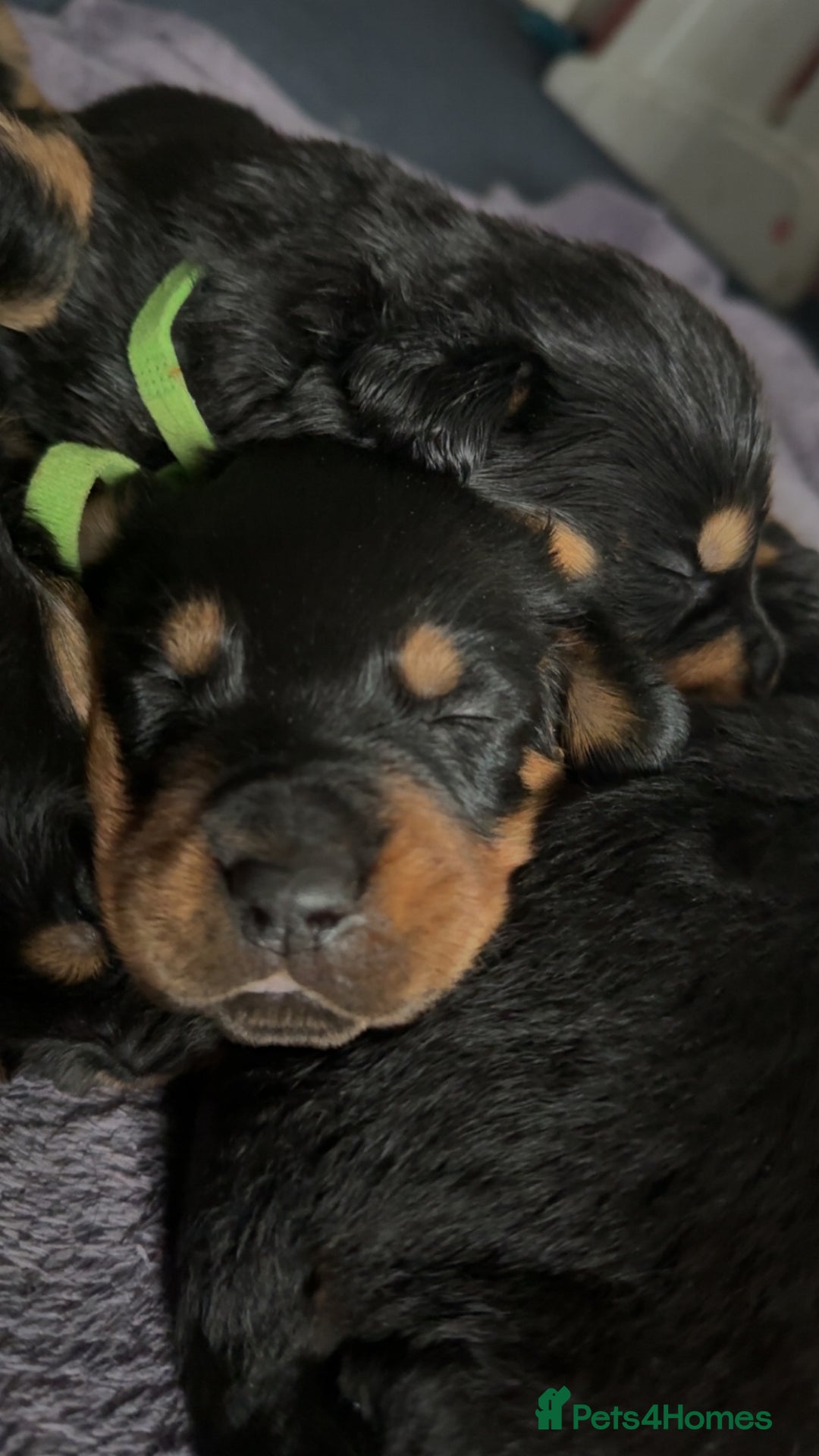 Rottweiler dogs for sale: Gorgeous Rottweiler puppies - Advert 4