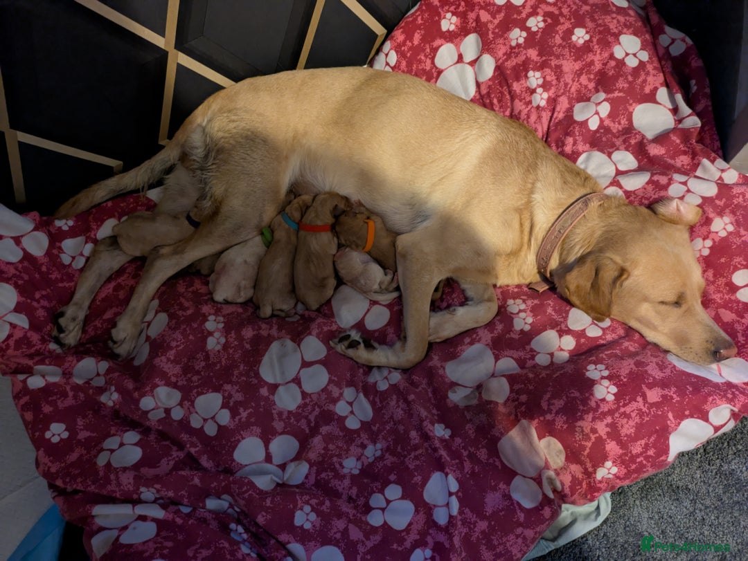 Labrador Retriever dogs for sale: Beautiful Labrador puppy's  - Image 8
