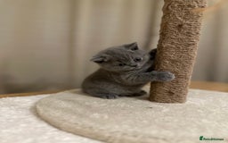 British Shorthair cats for sale: British Shorthair kittens Lilac/Blue 3 Girls 1 Boy - Image 16