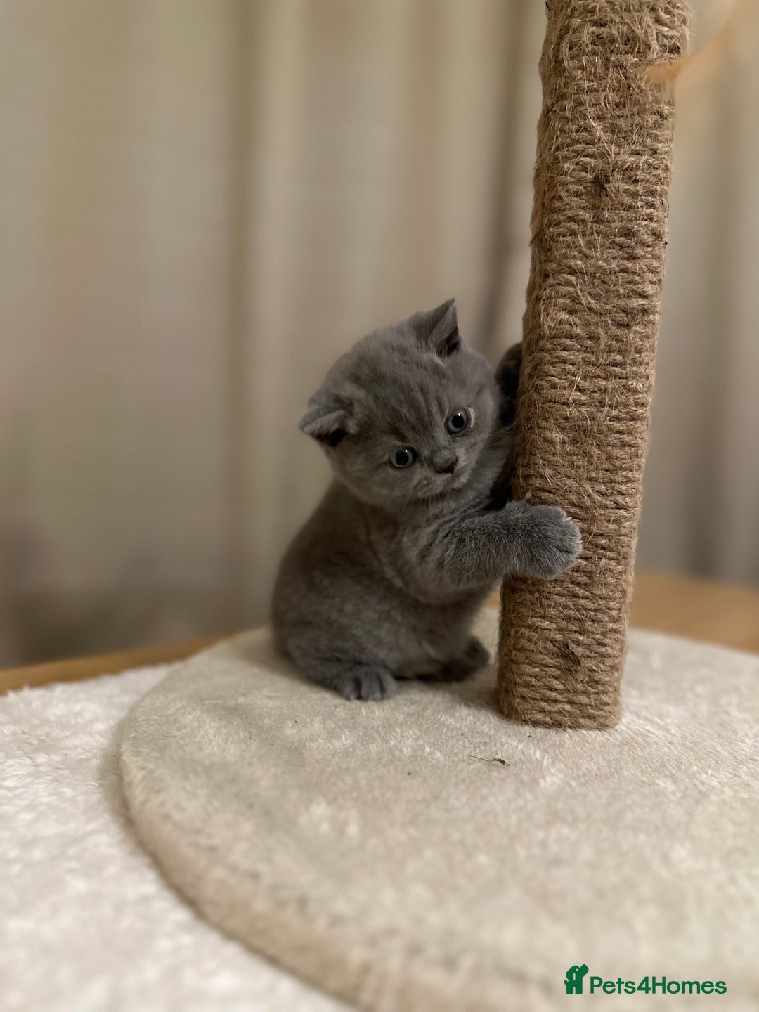 British Shorthair cats for sale: British Shorthair kittens Lilac/Blue 3 Girls 1 Boy - Image 16