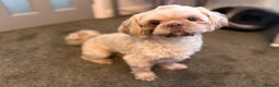 Shih Tzu dogs for stud: KC Reg Lavender Shih Tzu, Young Stud, FullPedigree - Advert 4