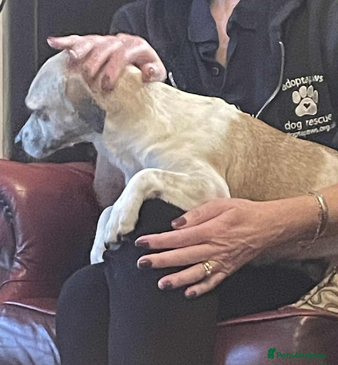 Mixed Breed dogs for adoption: Suki needs a loving home  - Advert 3