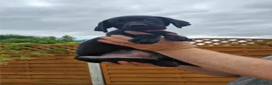 Labrador Retriever 2