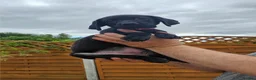 Labrador Retriever dogs for sale: Amazing Labrador Puppies for sale - Advert 28