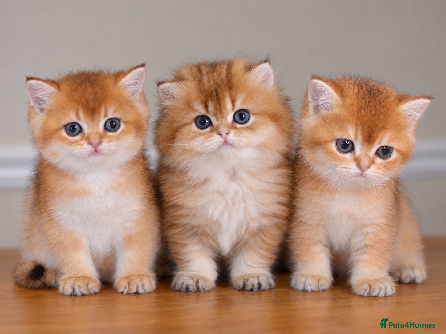 British Shorthair cats GCCF/TICA Stunning Golden BSH/BLH Kittens - Advert 1
