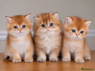 British Shorthair cats GCCF/TICA Stunning Golden BSH/BLH Kittens - Advert 1