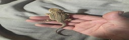 Bearded Dragon reptiles for sale: Baby bearded dragons for sale £80 each  - Advert 6