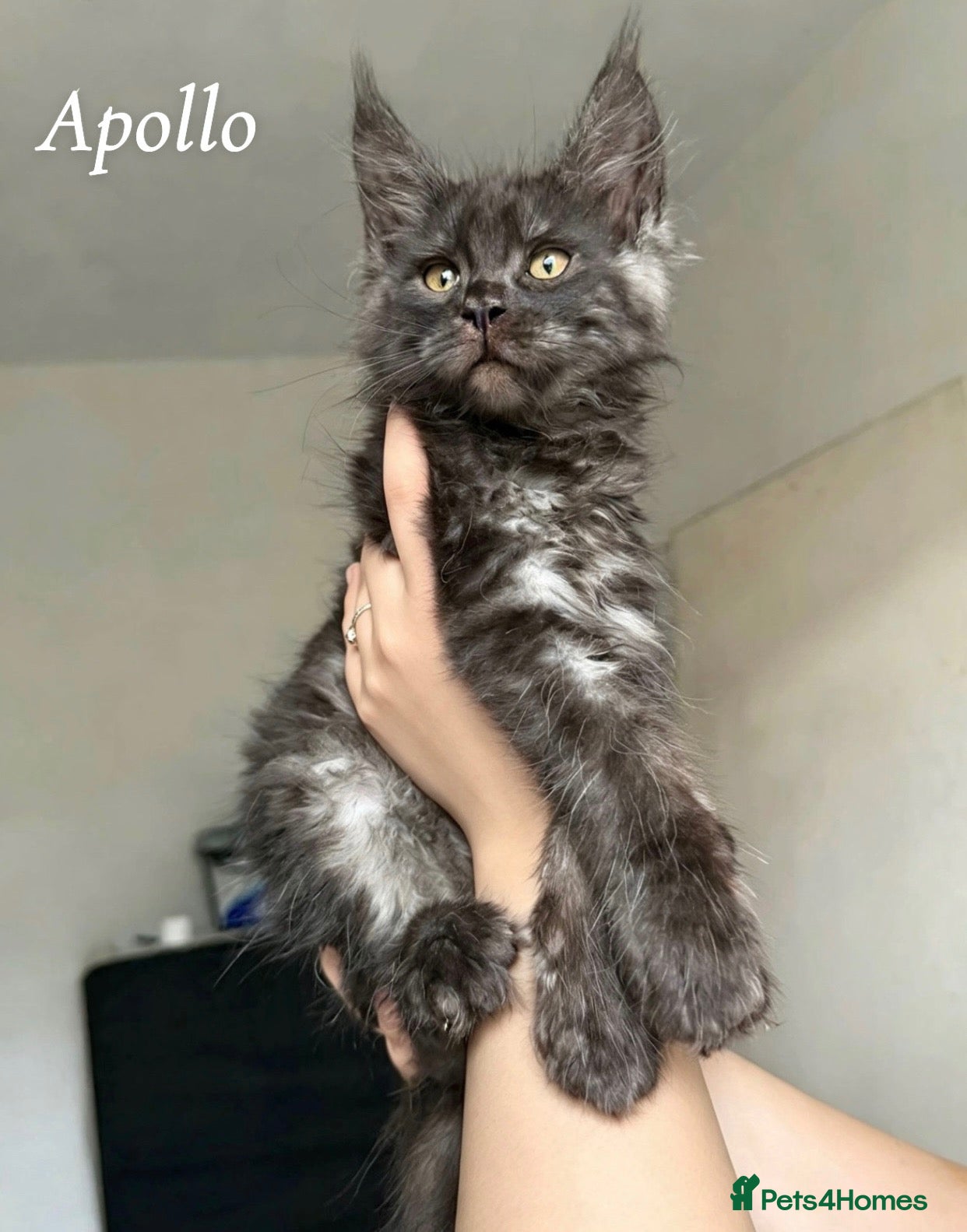 Maine Coon cats for sale: Champion line Maine Coon Kittens- TICA Registered  - Advert 18