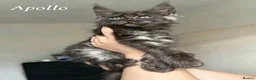 Maine Coon cats for sale: Champion line Maine Coon Kittens- TICA Registered  - Advert 7