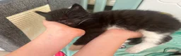 Mixed Breed cats for sale: 4 kittens for sale  in Warrington - Advert 14