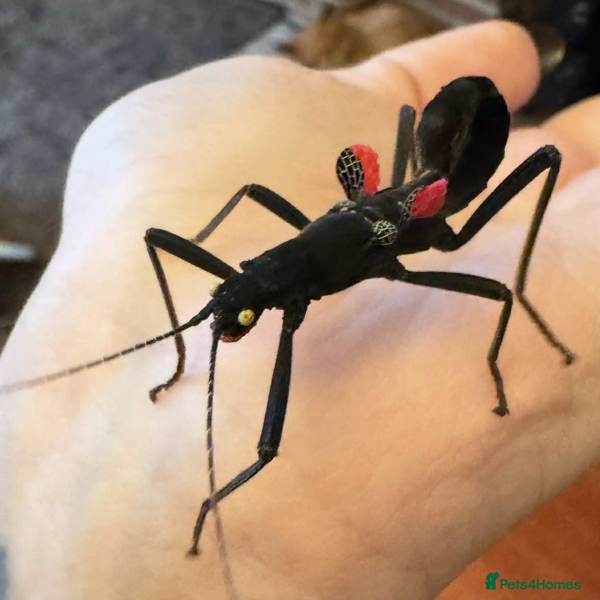 Stick Insects invertebrates ALMOST GONE -10 Black beauty stick insects - Advert 4