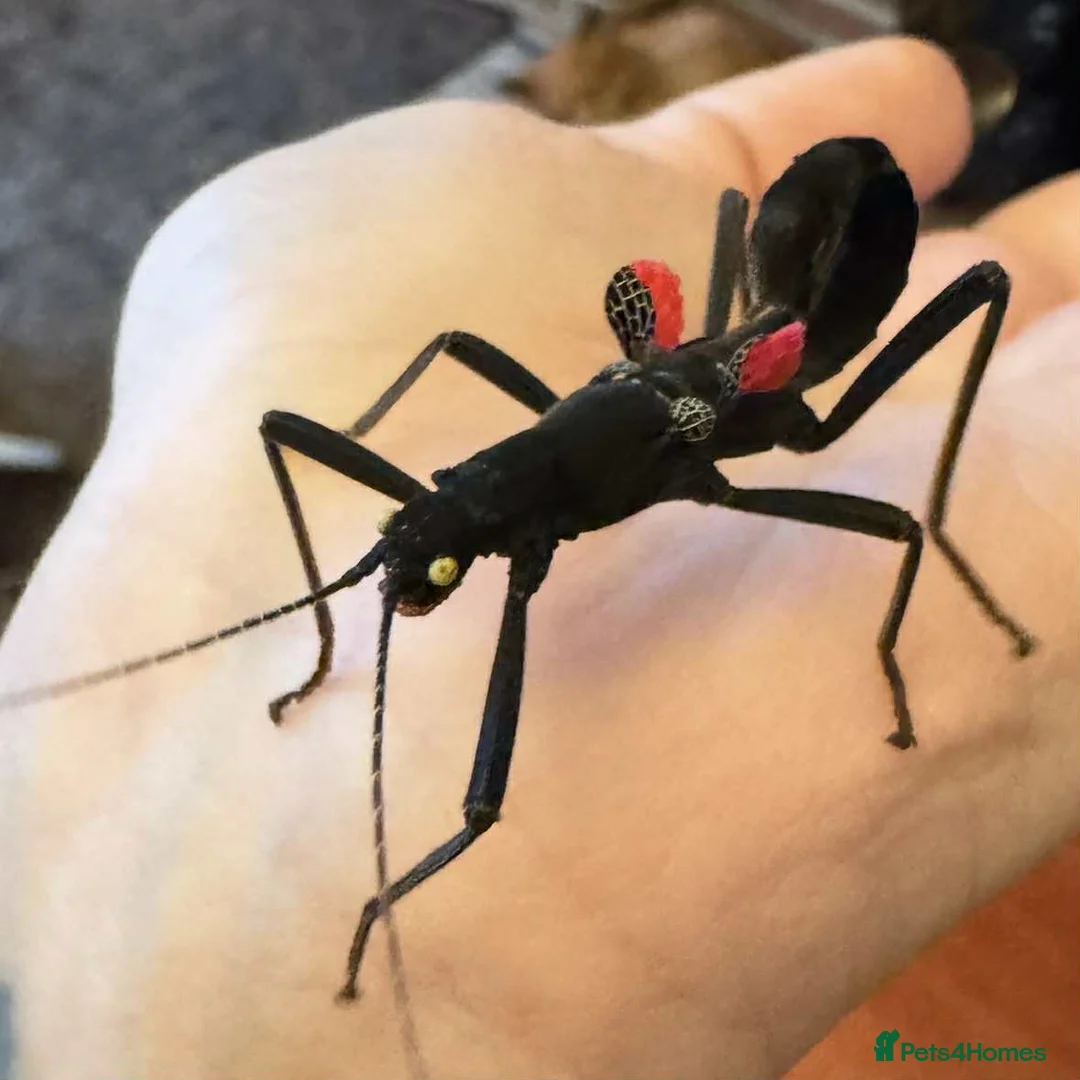 Stick Insects invertebrates for sale: ALMOST GONE -10 Black beauty stick insects - Advert 1