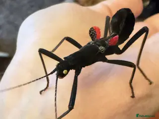 Stick Insects invertebrates ALMOST GONE -10 Black beauty stick insects - Advert 10