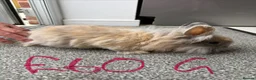 Lionhead rabbits for sale: Rabbits for sale - Advert 5