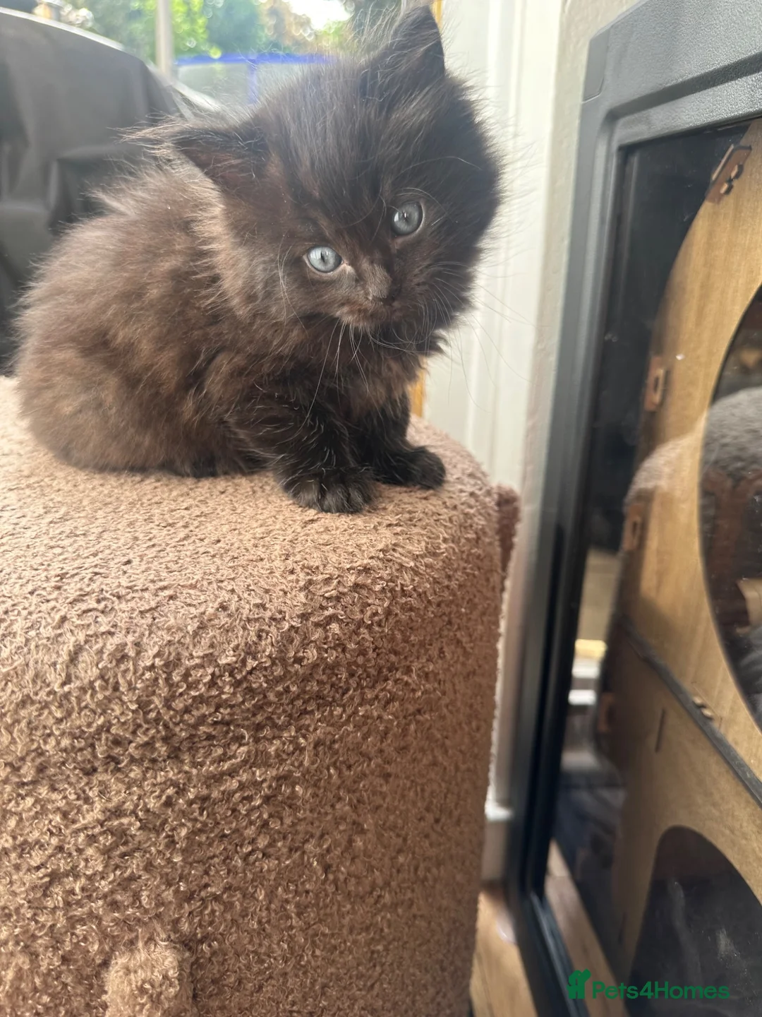 Maine Coon cats for sale: Maine coon x kittens  - Advert 2