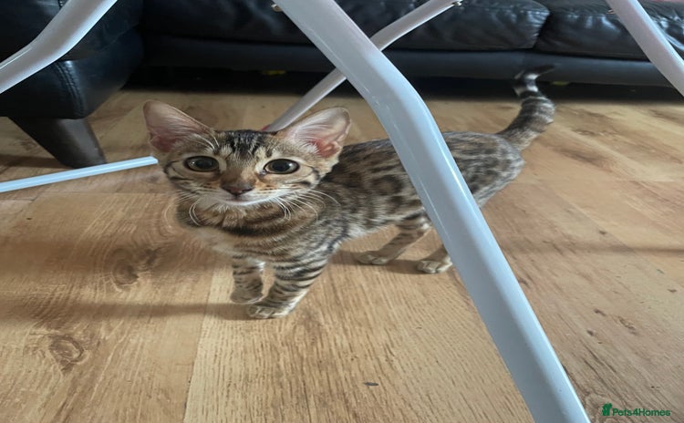 Bengal cats - Advert 6