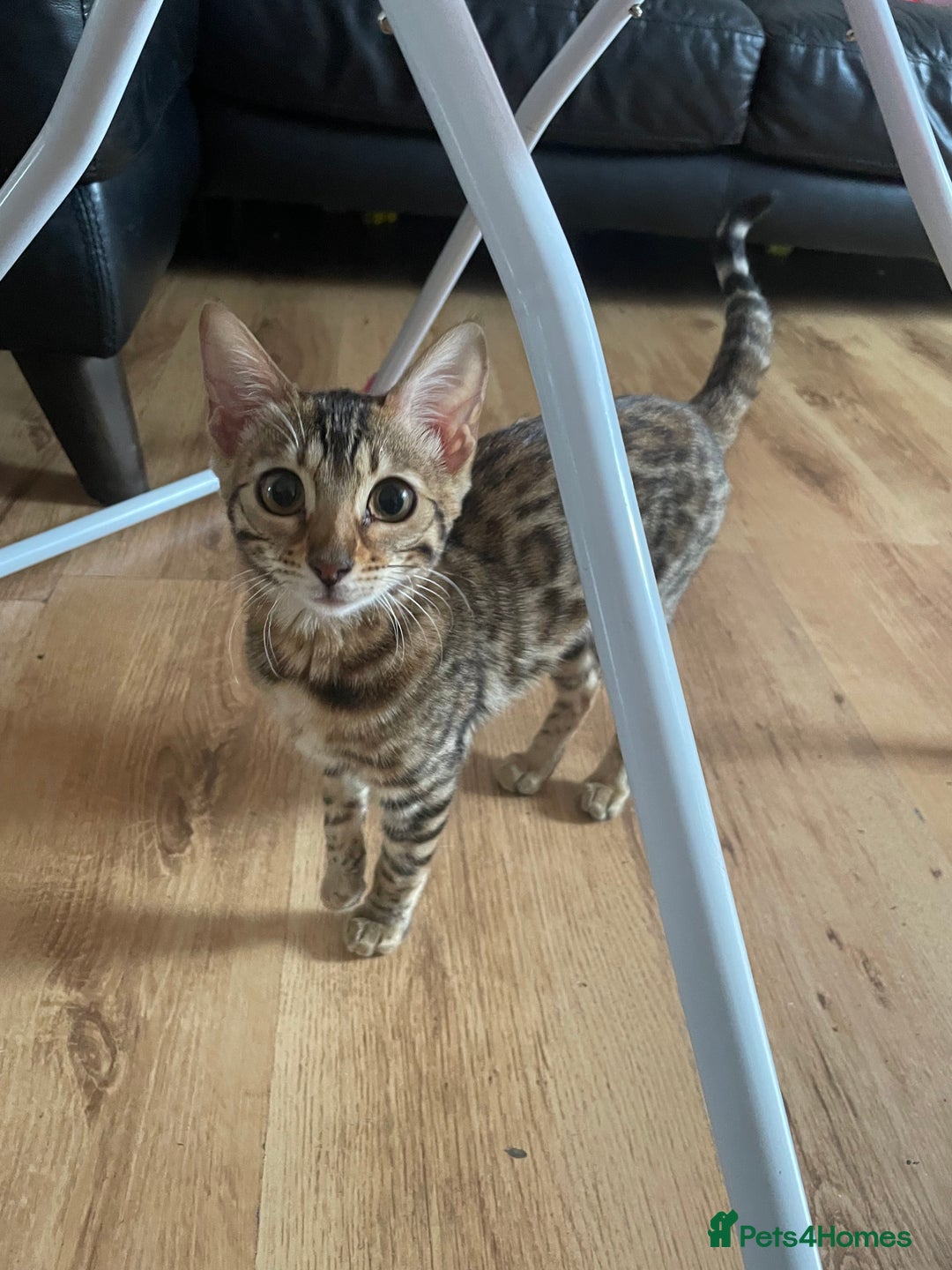 Bengal cats for sale: 6 month old female bengal for sale - Image 1