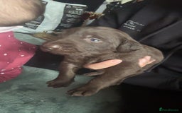 Mixed Breed dogs for sale: Weimardoodle - Image 12