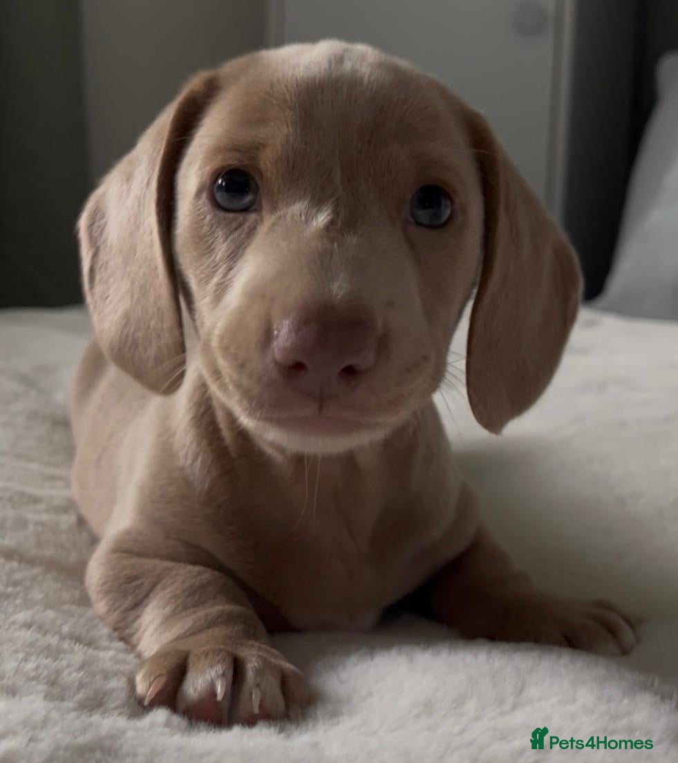 Miniature Dachshund dogs Miniature Dachund pups  - Advert 16